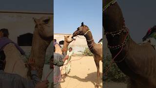 Sense of mutuality in camels shorts shortvideo youtubeshorts [upl. by Annerahs]