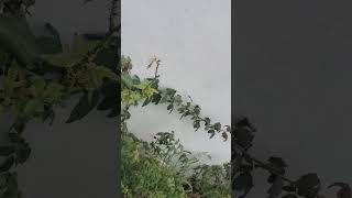 Yellow colour rose with strange branch [upl. by Gardener]