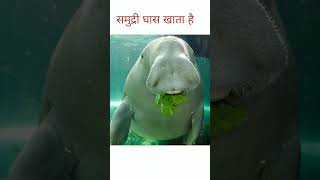 Dugong  समुद्री गाय  Sea Cow  Mammel Red Data Book [upl. by Tilda]