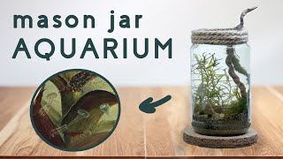 Create a Living Ecosystem Inside a Mason Jar [upl. by Nylimaj]