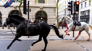 Runaway Army Horses Tear Through London [upl. by Freed631]