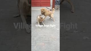 Village Dog Fight shorts shortsfeed doglover dogfights pets [upl. by Girish222]