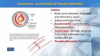 Coelomates Acoelomates amp Pseudocoelomates  Principles of Systematics  ZOO511TTopic196 [upl. by Esbenshade]