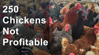 Follow Up 250 chickens not profitable [upl. by Peck]