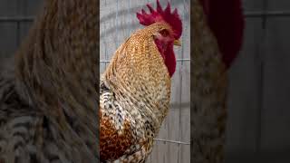 Bielefelder Kennhuhn shorts Bielefelder Chicken Rooster [upl. by Karena345]