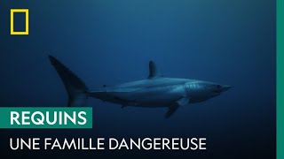 Les Carcharhinidae ces requins mangeurs dHommes [upl. by Sterner507]