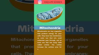 Mitochondria Structure mitochondria cellbiology [upl. by Alah]