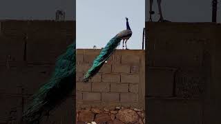 National Bird of India  Peacock [upl. by Aicel]