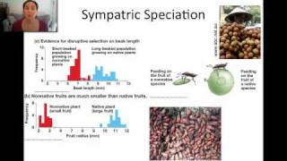 Sympatric Speciation [upl. by Darice]