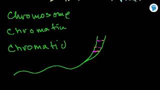 Chromosomes and Chromatids Cell structure  Biology [upl. by Adniralc]