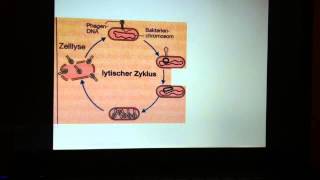 Vermehrung von Phasen  Vermehrungszyklus Bakteriophagen [upl. by Townsend803]