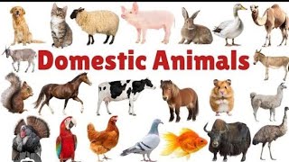 DOMESTIC ANIMALS Live video Le arn Domestic Animals Hindi to English For children [upl. by German]