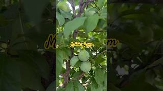 Methley Plum Loaded with Fruits [upl. by Anivlis]