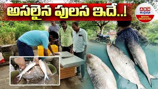 Godavaris Famous Pulasa Fish  అసలైన పులస ఇదే  ABN Digital Exclusives [upl. by Giorgia362]