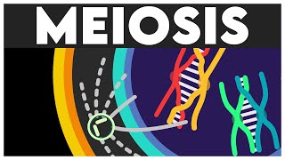 Meiosis Animation  Cell Cycle and Cell Division Class 11  Meiosis I  Meiosis II  NEET 2024 [upl. by Odlo]