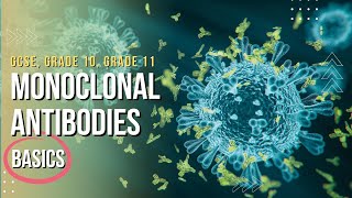 What are monoclonal antibodies  basics for GCSE level [upl. by Frantz120]