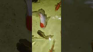 Fi fish guppy aquarium fishing tamil trend [upl. by Gollin581]