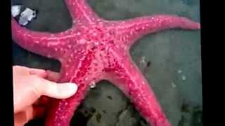 Starfish facts 11 facts about Sea Stars [upl. by Riannon367]