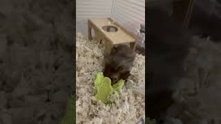 Syrian Hamster Exploring animals pets pet [upl. by Enitsenrae]