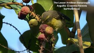 Lesser Antillean Bananaquit in Anguilla [upl. by Arnelle]