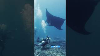 Outbreathing dive at MantaPoint  scubadivingislife bali scuba mantaray divingbali diving [upl. by Arahas]