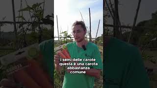 🥕 Come sono fatti semi delle carote  🥕  GUARDA IL VIDEO COMPLETO shorts [upl. by Buchanan494]