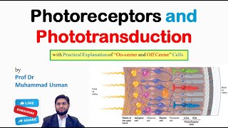 Photoreceptors and Phototransduction  Eye Physiology [upl. by Peirsen]