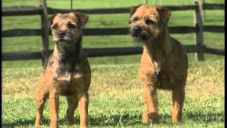 Border Terrier  AKC Dog Breed Series [upl. by Akenom]