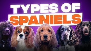 10 Different Types of Spaniels [upl. by Jopa]