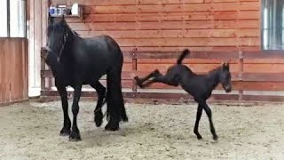 5 days old Friesian horse filly Mathilde for the first time at the inside arena so cute [upl. by Mairim712]