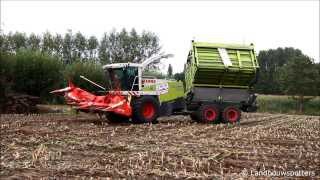 Claas Jaguar 900 Field Shuttle mais hakselen 2013  De Bruyne uit Assenede [upl. by Funda]