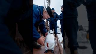 A touching story about a mother penguin asking for help from a ships crew to save her baby [upl. by Holtz212]