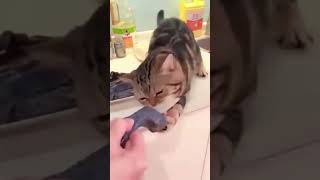 😻Hungriest cat ever Funny cats Funny video funnycat kitties hungriest eat cat short [upl. by Eiznikam686]