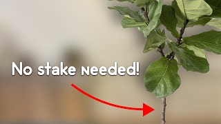 Do THIS to get a thicker trunk on your fiddle leaf fig or rubber tree [upl. by Airdna776]