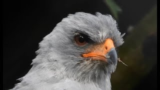 Closeup Dark ChantingGoshawk 4K [upl. by Tiemroth325]