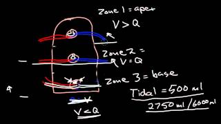 Ventilation and Perfusion [upl. by Ainatnas]