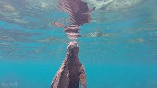 Marine Iguanas Swimming and Eating at Darwins Bay San Cristobal Galapagos [upl. by Anirtek129]