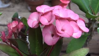 Growing Crown of Thorns Euphorbia milii [upl. by Kazmirci379]