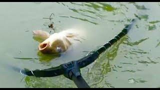 Touch Fishing  Carp Chum Bait150DIY Fishing  Thính Thơm Câu Lục [upl. by Nimesh]