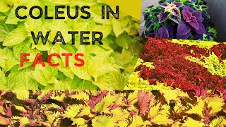 10 Facts to Grow Coleus in Water [upl. by Adelbert733]