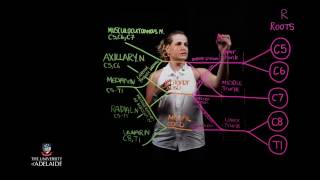 Brachial Plexus Lightboard [upl. by Jonny672]