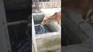 கிடேரி🐄கன்றுக்குட்டி கழுத்தில் இறுகிய கையிறு  female calf தமிழ் tamil shorts calf viral chase [upl. by Tawnya]