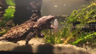 macrochelys temminckii skorpucha sępia feeding 🐟 [upl. by Joh]