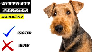 Airedale Terrier Pros And Cons  The Good And The Bad [upl. by Mcquade110]