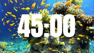 Relaxing 45 Minute Timer with Fish  Lofi Beats 45 min Timer [upl. by Egdirdle]