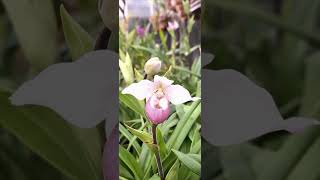 Phragmipedium Schlimii Orchid looks beautiful 🥰 Planting Fields Arboretum State Historic Park [upl. by Pandora386]