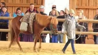 Islandpferdehof Ickelsbach  Hoffest 2013 [upl. by Eillo823]