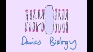 84 Genetic Fingerprinting RFLP Method [upl. by Jonie416]