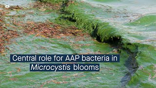 Cyanobacterial bloom interactome and a central role for AAP bacteria in nutrient cycling [upl. by Pelaga]