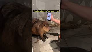 When a capybara is listening to a capybara song  cute capybara [upl. by Harwilll505]